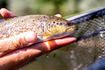 Close-up of freshly caught trout in hand with net background