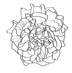 illustration of a rose