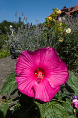 Riesen-Hibiskus  (Hibiskus moscheutos) © etfoto