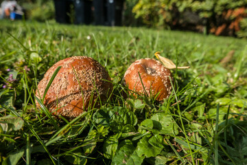 Fruchtfäule an Äpfeln durch den Pilz Monilia fructigena