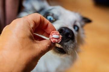 sick dog distrusts sausage given to him by owner with medicine pill inside