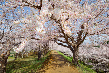 Obraz premium 五稜郭公園の桜