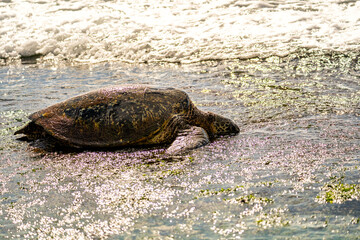 Green sea turtle (Chelonia mydas)  Laniakea Beach, Hawaii