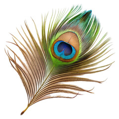 Single peacock feather closeup Isolated on transparent background.