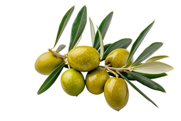 Close up an olive branch with leaves and a few shiny green olives isolated on white background.  Green olives with leaves. Olive branch illustration.
