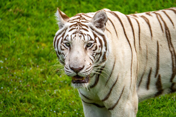 Close-up of White Tiger at Panaewa Rainforest Zoo and Gardens