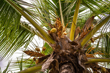 Palm tree with coconuts, Hawaii