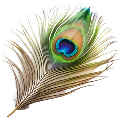 Fototapeta premium Single peacock feather closeup Isolated on transparent background.
