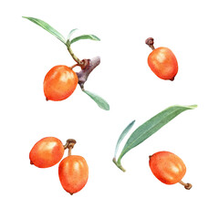 Detailed Watercolor Study of Sea Buckthorn Berries and Leaves on White Background – Botanical Illustration