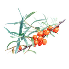 Watercolor Botanical Illustration of a Sea Buckthorn Branch with Orange Berries and Green Leaves Isolated on White
