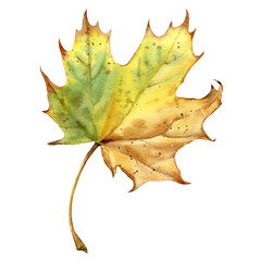 Autumn Maple Leaf Watercolor Illustration Isolated on White Background