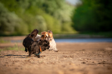 Dwa bawiące się psy 