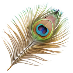 Obraz premium Single peacock feather closeup Isolated on transparent background.
