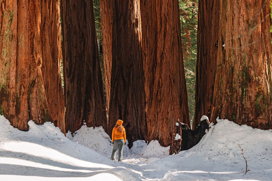 Woman in hiker standing among giant tall sequoia trees on a sunny winter day