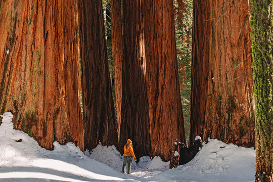 Woman in hiker standing among giant tall sequoia trees on a winter day