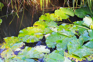 leaves on the water
