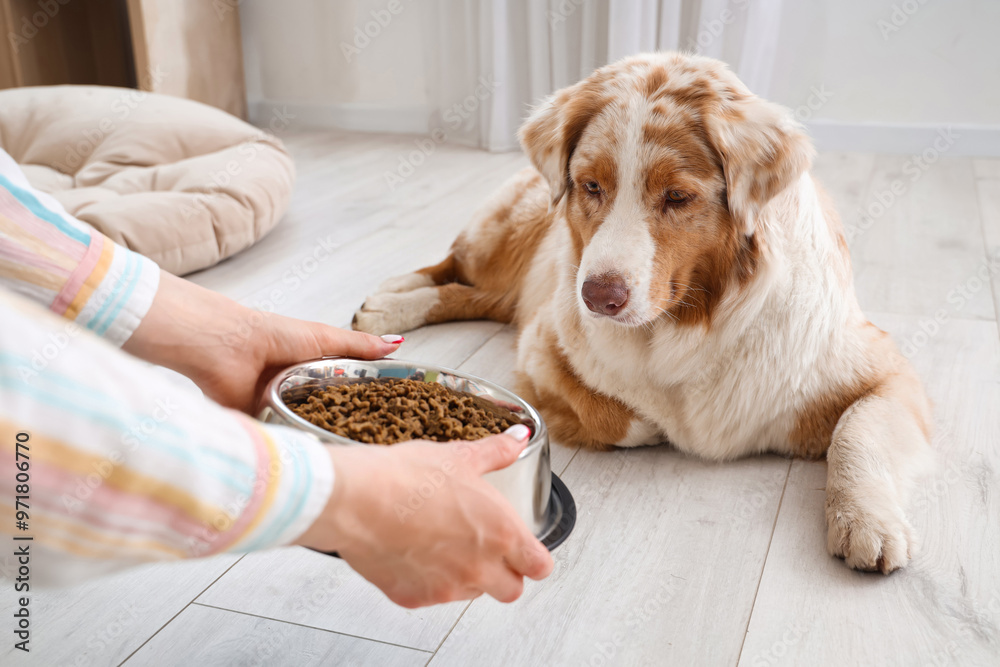 Wall mural Young woman giving Australian Shepherd dog bowl with tasty pet food at home