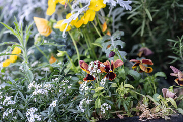 flowers in the garden