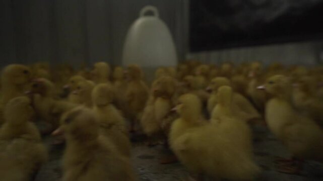 Yellow Chicks broilers in a farm