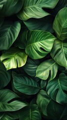 Dense Tropical Leaves with Dark and Moody Lighting
