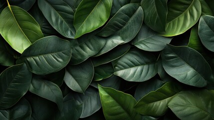 Dense Tropical Leaves with Dark and Moody Lighting
