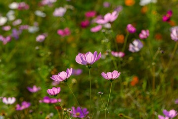 秋の野原に咲くピンク色のコスモスの花