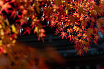 鮮やかな紅葉