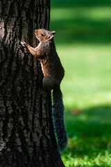squirrel in park uk