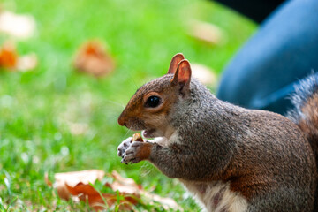 squirrel in park uk