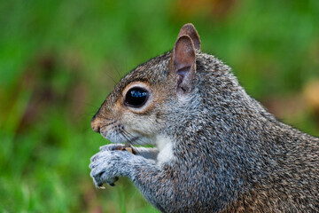 squirrel in park uk
