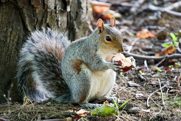 squirrel in park uk