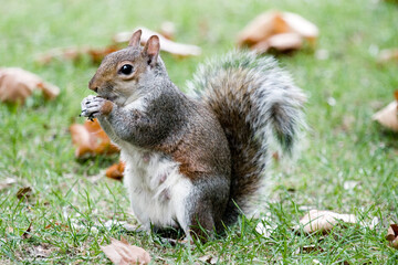 squirrel in park uk