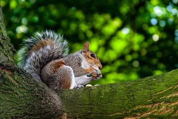 Tableau sur aluminium  squirrel in park uk  © markrhiggins