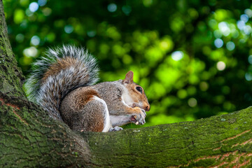 squirrel in park uk