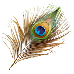 Single peacock feather closeup Isolated on transparent background.