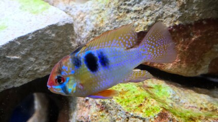 Schmetterlingsbuntbarsch - Mikrogeophagus ramirezi