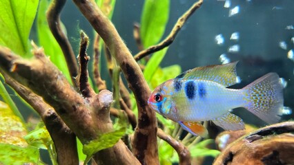 Schmetterlingsbuntbarsch - Mikrogeophagus ramirezi