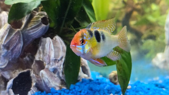 Schmetterlingsbuntbarsch - Mikrogeophagus ramirezi