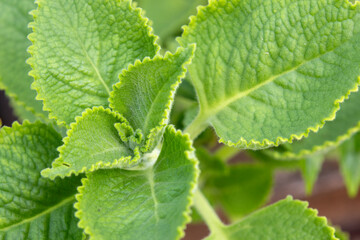 Green Indian borage in garden