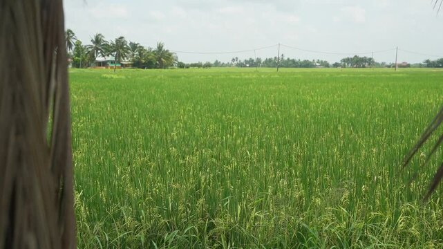 Ground Shot of Paddy Field near Sekinchan, Malaysia