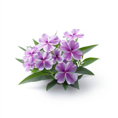 Obraz premium A stunning cluster of delicate light purple phlox flowers with green leaves, isolated on a white background, showcasing their subtle beauty.