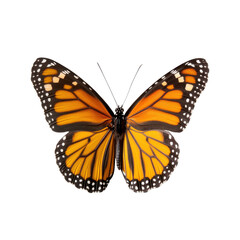 Fototapeta premium A vibrant monarch butterfly showcasing its stunning orange and black wings, symbolizing beauty and transformation in nature.