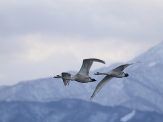 明るくなる空を飛ぶ白鳥