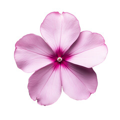  a single gradient magenta Catharanthus roseus isolated PNG