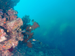 ウミカラマツ（ソフトコーラル）が生えるドロップオフのキンギョハナダイ（ハナダイ亜科）、スズメダイ（スズメダイ科）他群れ
英名、学名：
Sea Goldie (Pseudanthias squamipinnis)
Damselfish, Chromis notata, 
Antipathes japonica
静岡県伊豆半島賀茂郡南伊豆町中木ヒリゾ浜-2024年
