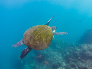 ゆったり泳ぐ美しく大きなアオウミガメ（ウミガメ科）。
英名、学名：green sea turtle (Chelonia mydas)
奥にもう一頭アオウミガメが見えている。

静岡県伊豆半島賀茂郡南伊豆町中木ヒリゾ浜-2024年
