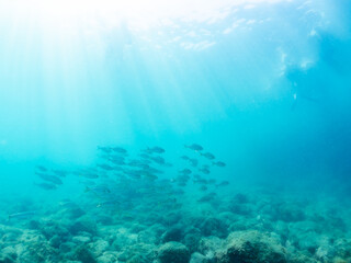 キビナゴの大群を襲う迫力あるカンパチ（アジ科）の群れ。
英名、学名：Greater Amberjack (Seriola dumerili)
Silver-Stripe Round Herrings (Spratelloides gracilis)
静岡県伊豆半島賀茂郡南伊豆町中木ヒリゾ浜-2024年
