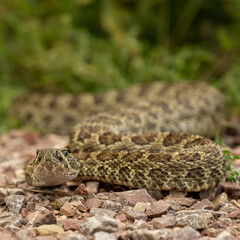 Low Angle View of Rattle Snake Looking At Camera