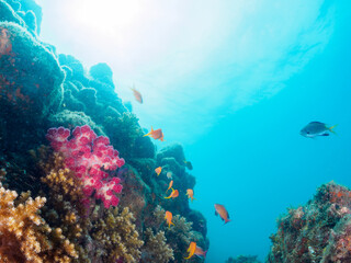 ウミトサカ（ソフトコーラル）他が生えるドロップオフのキンギョハナダイ（ハナダイ亜科）ソラスズメダイ（スズメダイ科）他群れ
英名、学名：
Sea Goldie (Pseudanthias squamipinnis)
Heavenly Damselfish (Pomacentrus coelestis)
Alcyonacea
静岡県伊豆半島賀茂郡南伊豆町中木ヒリゾ浜-2024年
