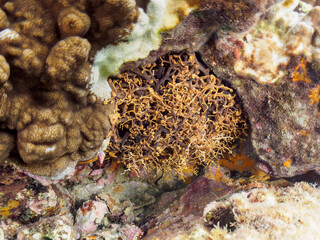 Fototapeta premium 妖しく美しい大きなテヅルモヅル（ヒトデ科）。 触手がうねうね動く。 英名、学名：Basket Star (Gorgonocephalidae) 静岡県伊豆半島賀茂郡南伊豆町中木ヒリゾ浜-2024年 